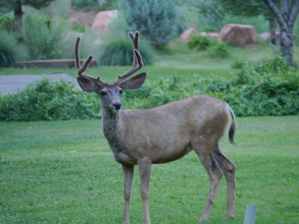 Zion National Park  Springdale Utah Elk