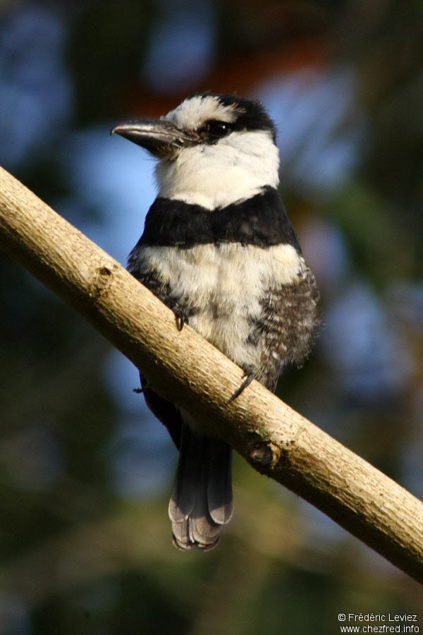 Tierra de tucanes y pájaros carpinteros Buco collarejo (Notharchus