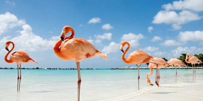 Flamants roses Flamant Roses à Bonaire