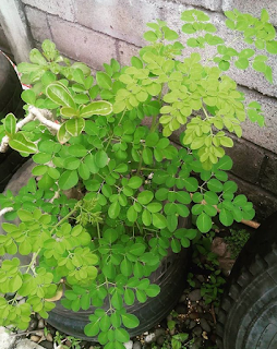 Manfaat Daun Kelor Untuk 10 Kanker Ini Dan Cara Mengolahnya  kelor adalah tanaman yang biasa banyak tumbuh dipedesaan dan di beberapa wilayah kerap di Manfaat Daun Kelor Untuk 10 Kanker Ini Dan Cara Mengolahnya