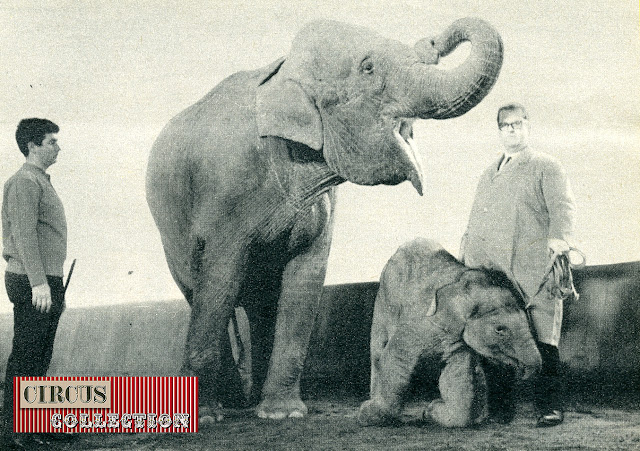 le pere et le fils Rolf et Louis Knie présente Madura deuxième éléphants né a Rapperswil 