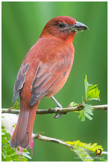Hepatic Tanager (Piranga flava) - male
