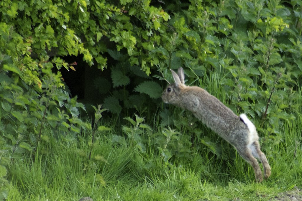 Looking for wildlife Fox, rabbits and hiding in a bush!