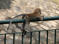 Monkey - MacRitchie Reservoir Park