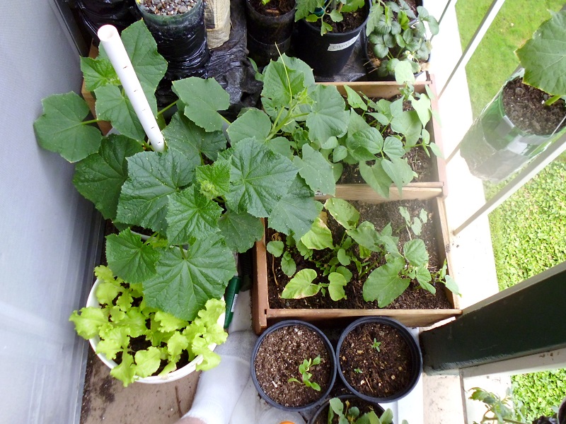5 Vegetables for 5 Gallon Bucket Container Gardens Greens and Machines