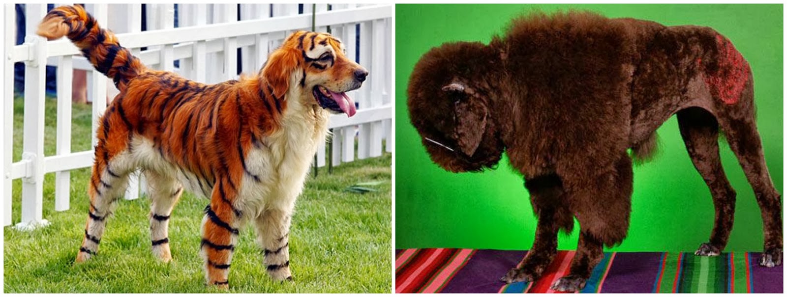 Happy Halloween Great Pet Costumes of 2013 Gramkin Paper Studio