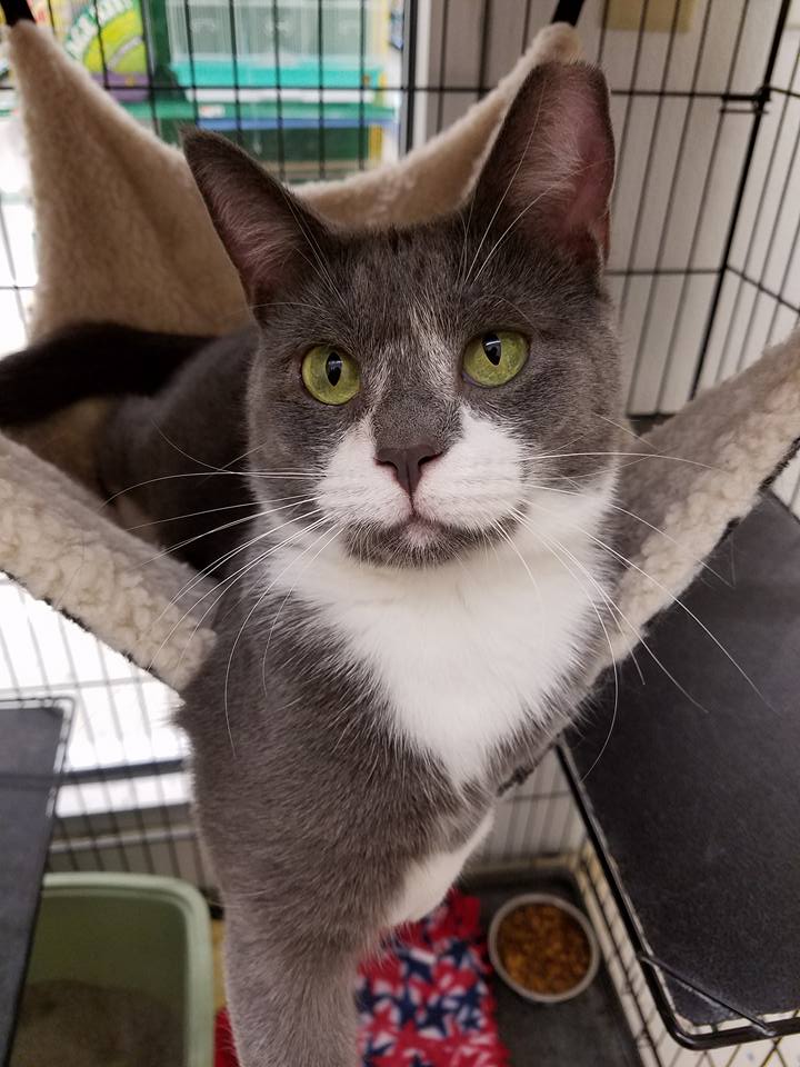 Ten Lives Club Cat Adoption Group VOLUNTEER FOR TLC AT CLYDE'S FEED