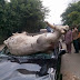 A cow jumped into a moving car in Aba with a couple inside causing huge damage ( PHOTOS)