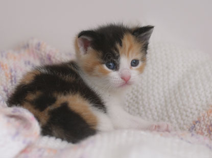 Tiny kitten Floss Little tortie kitten Floss