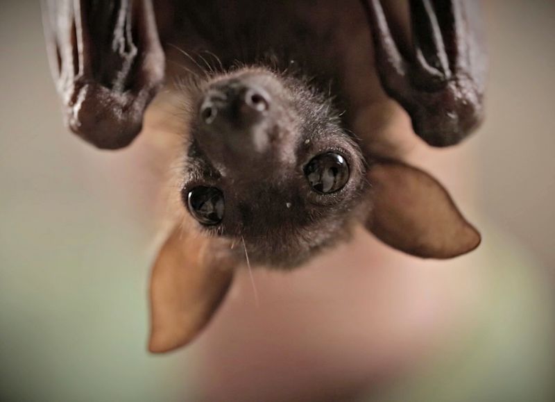 Baby Animals: Bat - Pup 1