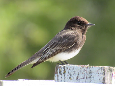 Gray Lodge Wildlife Area California birding hotspot