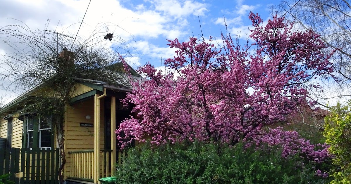 MAP MELBOURNE STREET TREES 184 FLOWERING PLUM