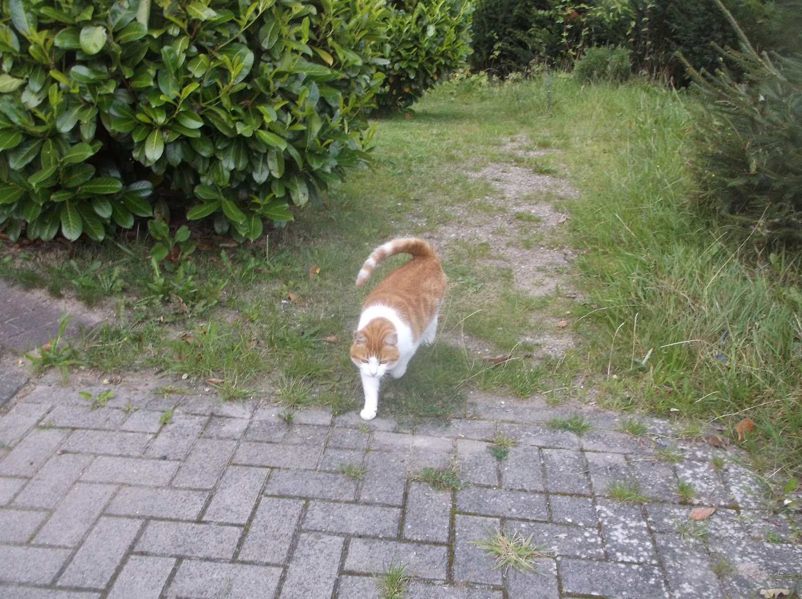 Pferde Tiere Gesundheit Soziales Zeitgeist Garfield Aus Der Nachbarschaft