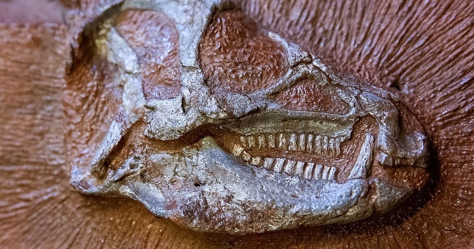 X-rays reveal secrets of tiny dinosaur trapped in rock for 200 million