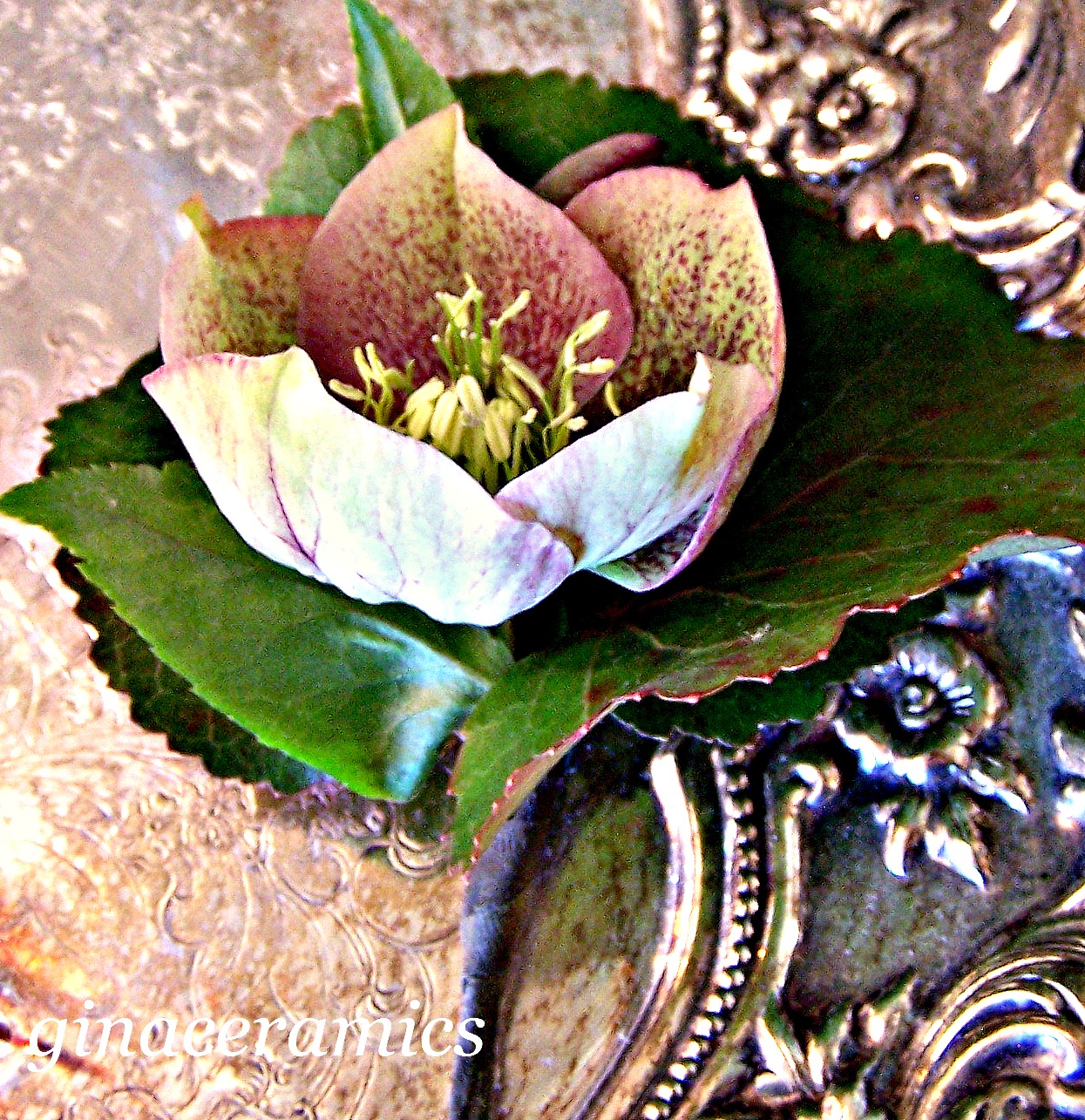 Art and Alfalfa The fabulous, the fantastic, the sensational Galax Leaf