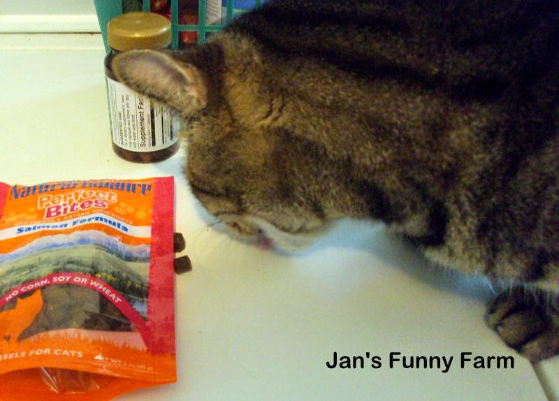 Can Cats Eat Tapioca Starch Can Cats Eat Tapioca Starch