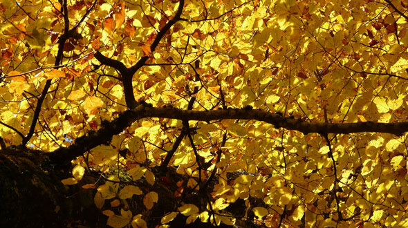Healthy deciduous tree with fall colored foliage