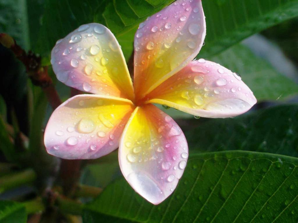 Aneka Gambar Cantik Bunga Kamboja Yang Menakjubkan dan Indah Tebaru