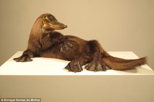 are these the sickest stuffed animals ever now artist faces jail