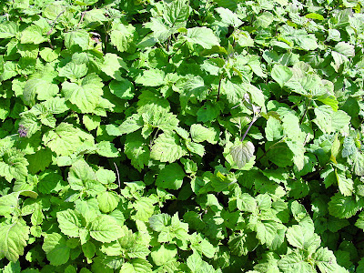 Natural Fungicide For Skin Natural Fungicide For Skin