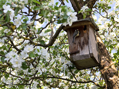 Biologischer Pflanzenschutz mit Vögeln, Marienkäfer und sonstigen Helfern im Garten