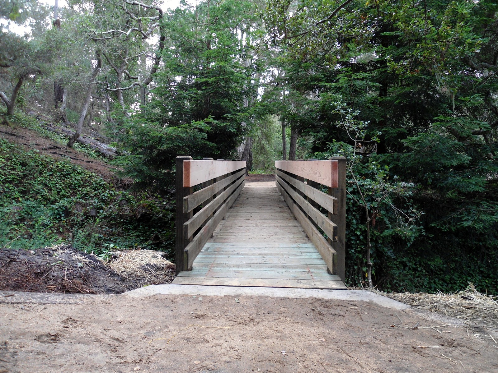The CarmelbytheSea WATCHDOG! New Mission Trail Nature Preserve