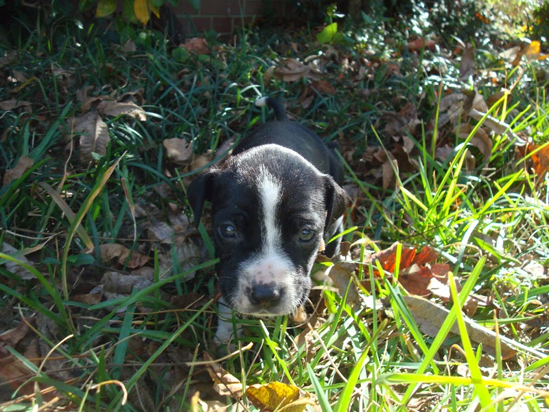 Raising Toot and Roxy Listed our puppies on craigslist