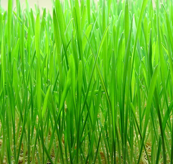 wheatgrass, how to grow wheatgrass, growing wheatgrass, guide for growing wheatgrass, tips for growing wheatgrass, how to start growing wheatgrass, growing wheatgrass at home, growing wheatgrass indoor