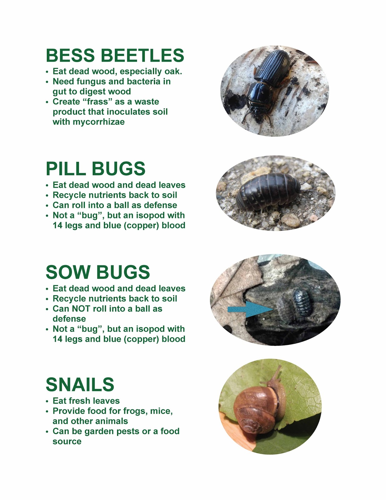 15 Minute Field Trips: Bess Beetles