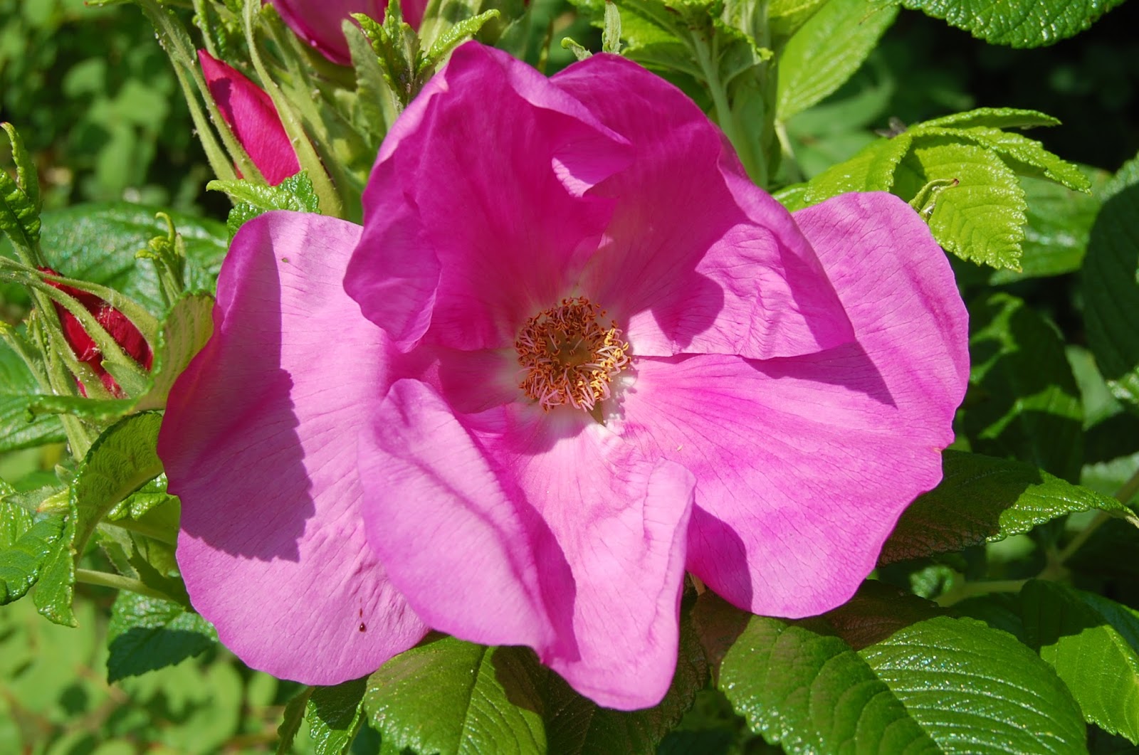 Nikki's Gardening Blog: Our beautiful English Rose