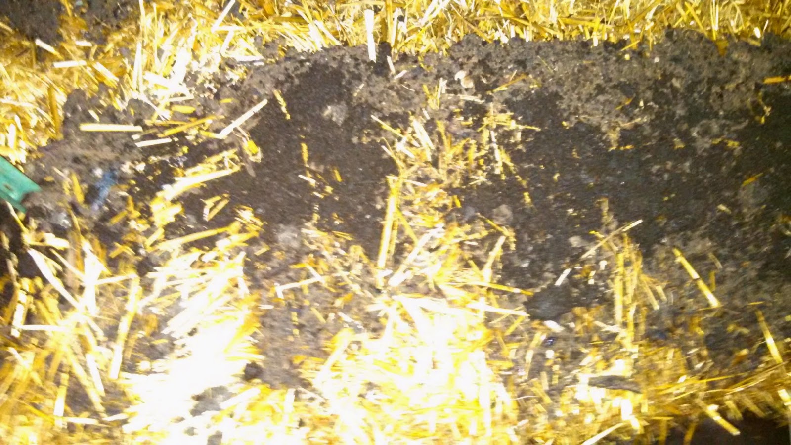 Day 8, Fertilizer Added Day 8, Fertilizer Added