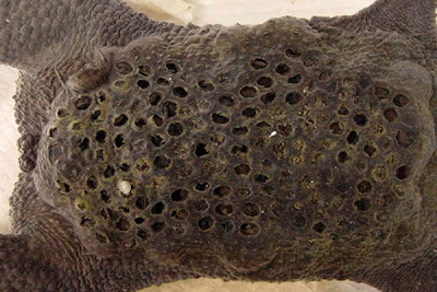 ZONA D: Tripofobia: tres casos espeluznantes