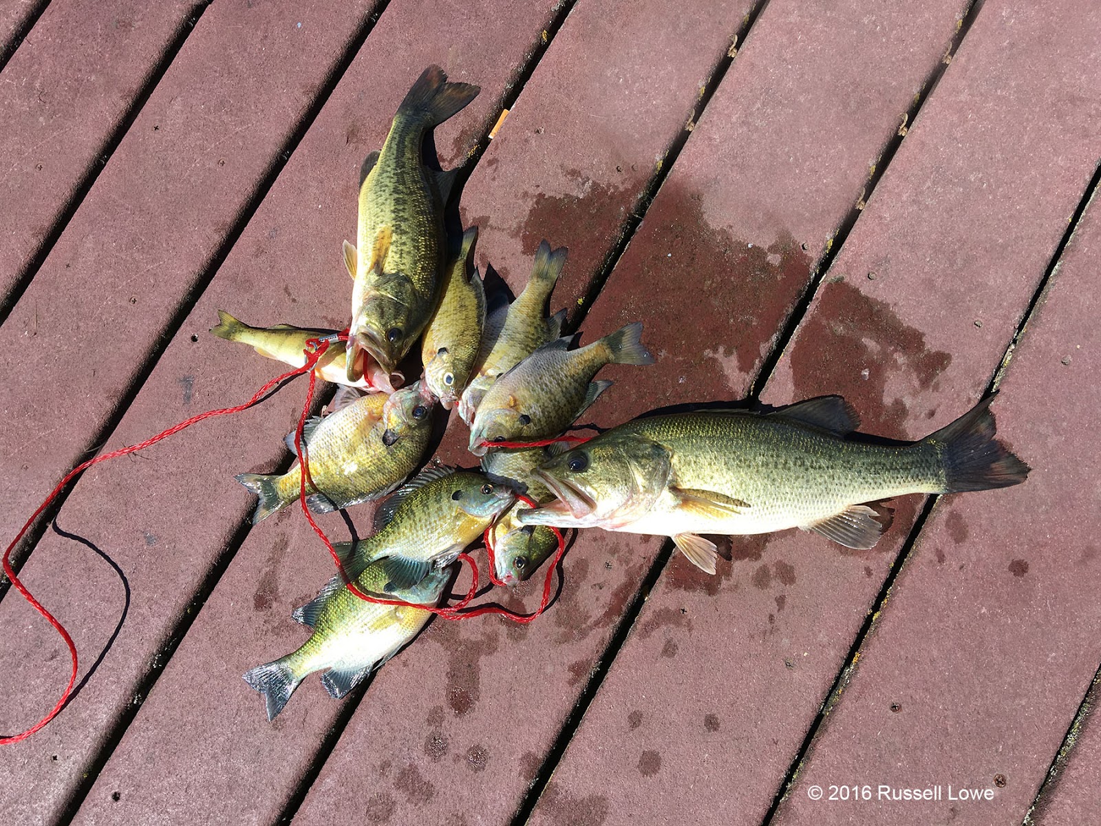 "The Way I See It" Lots of Fish Caught At Lake Zurich