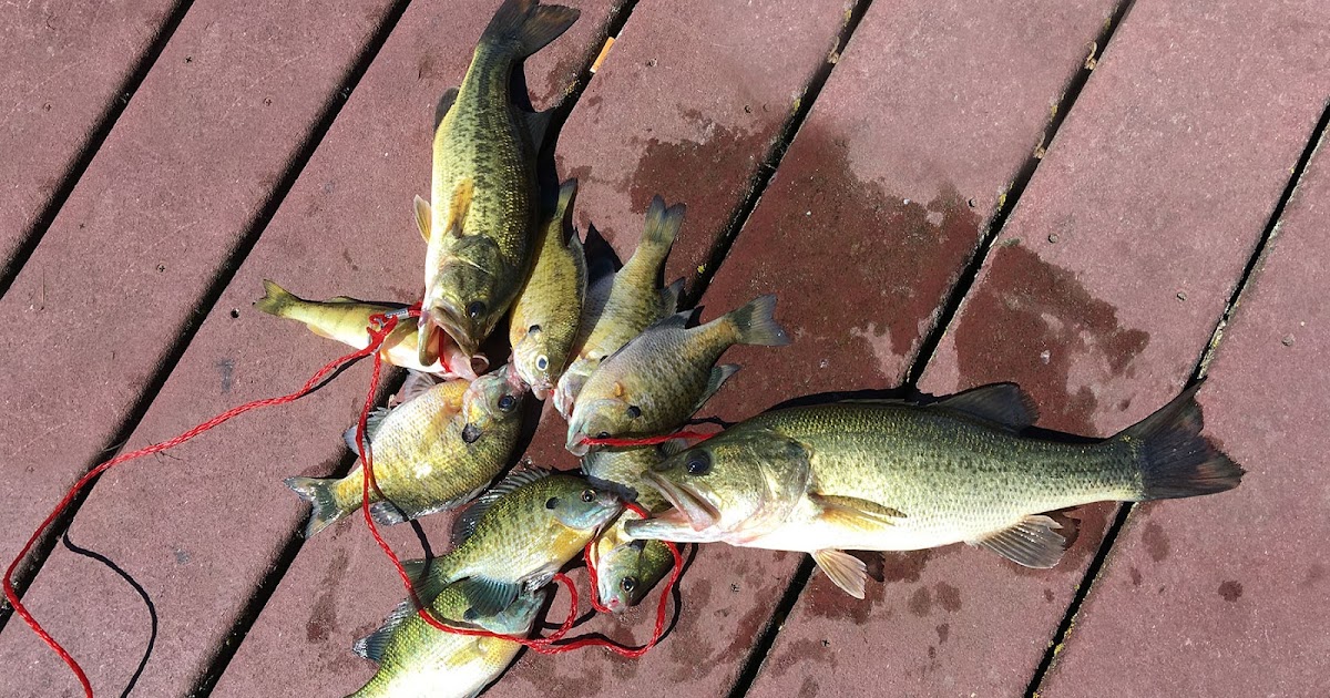 "The Way I See It" Lots of Fish Caught At Lake Zurich