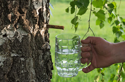 7 Reasons You Should Drink Birch Water And How To Make It Yourself 7 Reasons You Should Drink Birch Water And How To Make It Yourself