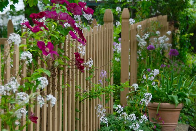 Our picket fence covered in a red Clematis 'Earnest Markham' and heavenly-scented phlox. Allium 'Purple Sensation' on the steps.