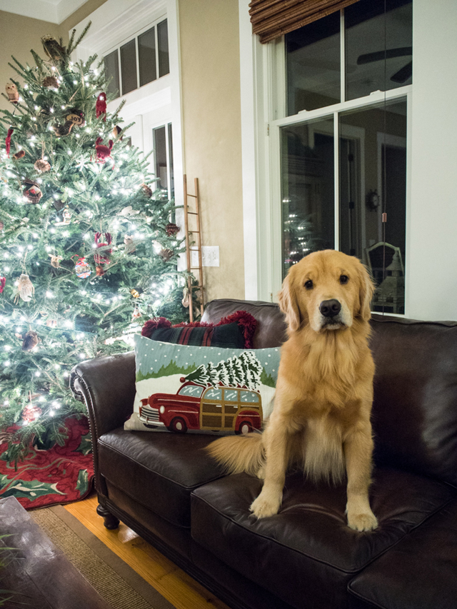 Golden Retriever Christmas Golden Retriever Christmas