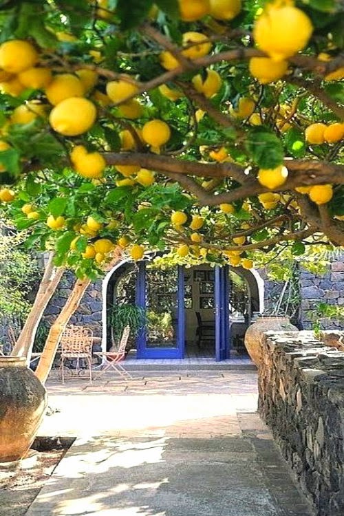 ciao! newport beach the mystique of a lemon tree