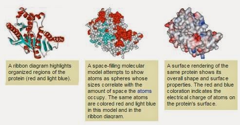 proteins proofs god allow shapes them