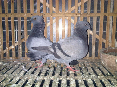 memilih merpati lokal jenis kupu kupu yang bagus | Pawiro Bird Farm