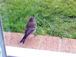 warbler rumped yellow focused audubon keeping