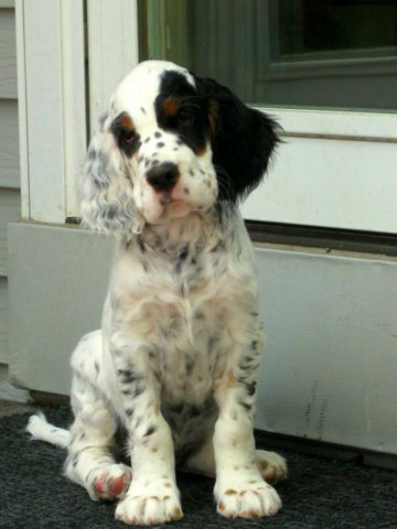 Tri Colored English Setters Goldenacresdogs Tri Colored English Setters