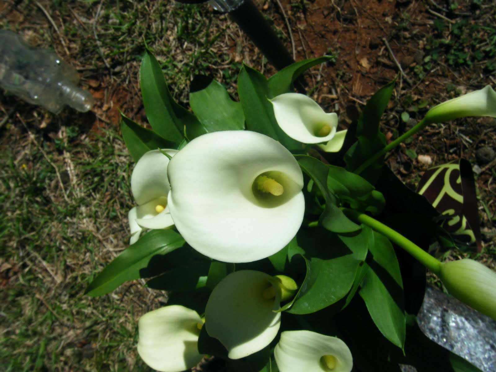 Red Dirt Memories How to Divide &amp; Pot Calla Lilies