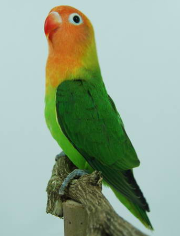 Pernah menjumpai lovebird yang sering menggesek-gesekkan tulang pubis (supit udang) ke tangkringan / tenggeran? Perilaku ini sering diperlihatkan lovebird jantan, terutama yang tidak didampingi burung betina. Terkadang sudah didampingi betina pun, perilaku ini masih muncul. Bukan hanya itu, burung betina pun juga bisa berperilaku seperti ini. Anda mungkin sudah tahu apa penyebabnya, yaitu lovebird dalam kondisi birahi berlebihan (over birahi / OB). Tetapi mengapa bisa begitu, dan bagaimana solusinya? Pernah menjumpai lovebird yang sering menggesek-gesekkan tulang pubis (supit udang) ke tangkringan / tenggeran? Perilaku ini sering diperlihatkan lovebird jantan, terutama yang tidak didampingi burung betina. Terkadang sudah didampingi betina pun, perilaku ini masih muncul. Bukan hanya itu, burung betina pun juga bisa berperilaku seperti ini. Anda mungkin sudah tahu apa penyebabnya, yaitu lovebird dalam kondisi birahi berlebihan (over birahi / OB). Tetapi mengapa bisa begitu, dan bagaimana solusinya?