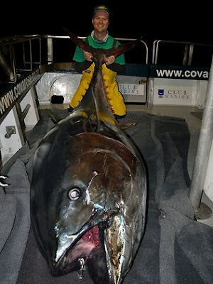 tuna bluefin paul monster southern worsteling caught zealand fukushima big 275kg record off fisherman biggest radiation pound largest fish victorian