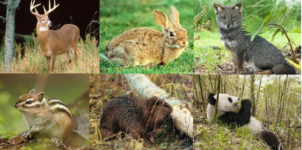 Animales De Bosque