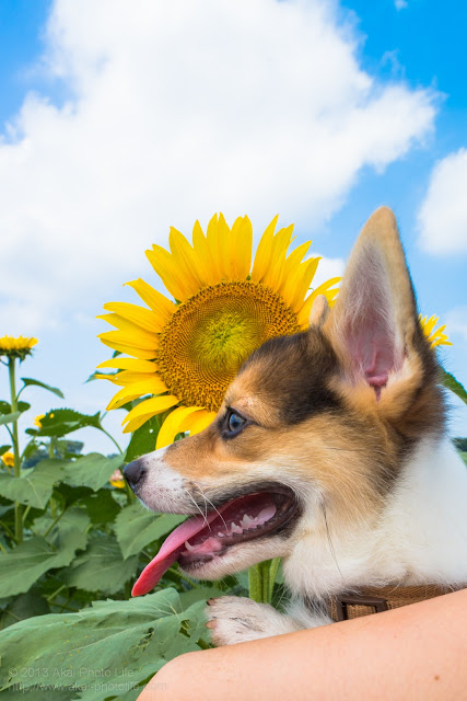 清瀬ひまわりフェスティバル、犬と向日葵の写真