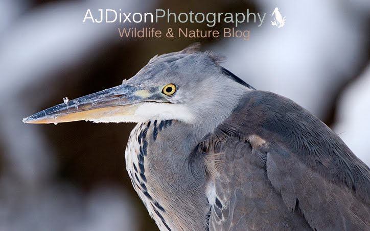 A.J. Dixon Wildlife and Nature