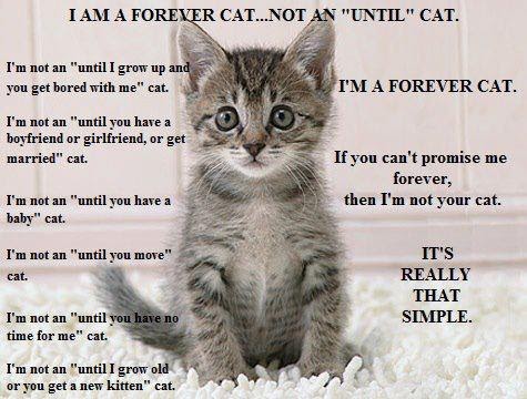 All My Kitties: Furever home means forever home