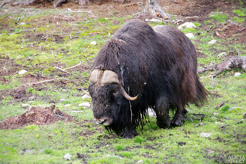 Muskox in Myskoxcentrum, Härjedalen, Sweden. Photo by Alicia Sivertsson. myskoxe myskoxar myskoxcentrum tännäs härjedalen aliciasivert alicia sivertsson alicia sivert muskox härje tjur